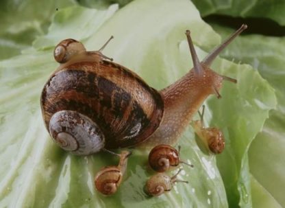 24 Escargots surgelés en croquille – Recette à la Bourguignonne
